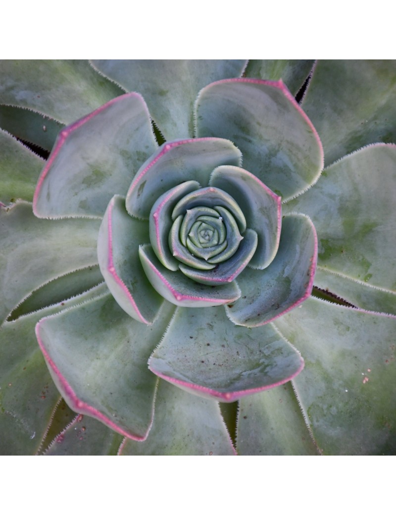 Aeonium escobarii