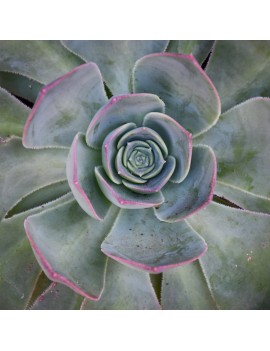 Aeonium escobarii