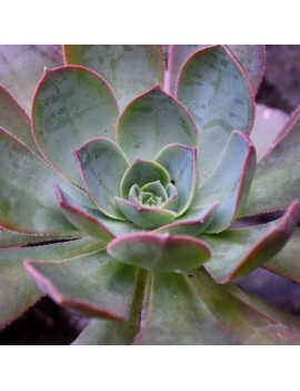 Aeonium escobarii