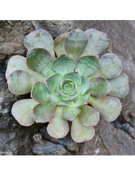 Aeonium escobarii