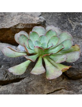 Aeonium escobarii