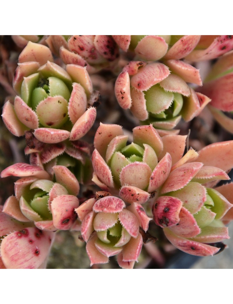 Aeonium decorum var. alucense Aeonium decorum var. alucense