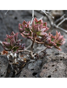 Aeonium decorum var. alucense