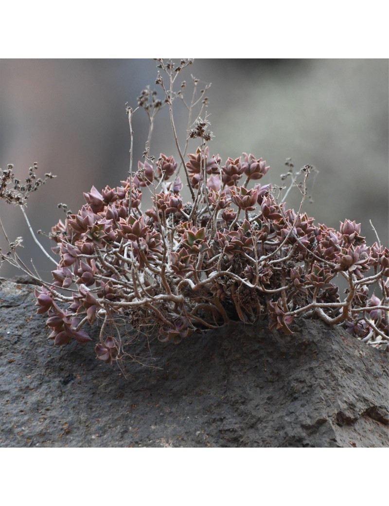 Aeonium decorum var. alucense Aeonium decorum var. alucense