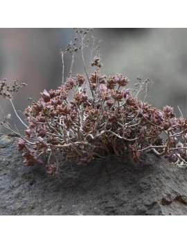 Aeonium decorum var. alucense