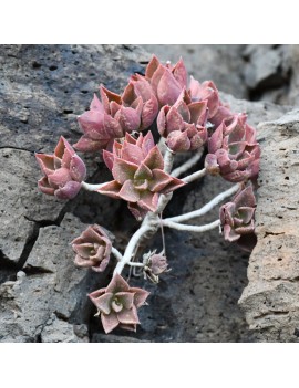 Aeonium decorum var. alucense