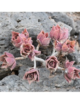 Aeonium decorum var. alucense