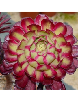 Aeonium 'Mardi Gras'