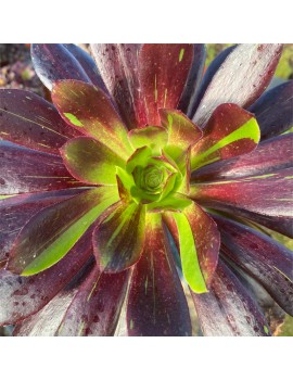 Aeonium 'Big Bang'