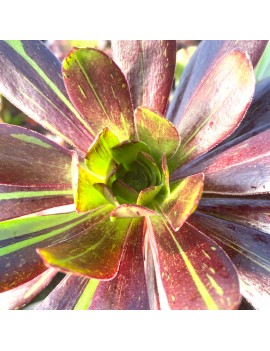 Aeonium 'Big Bang'