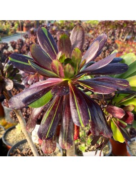 Aeonium 'Big Bang'