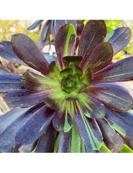 Aeonium 'Big Bang'