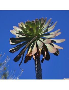 Aeonium pseudurbicum