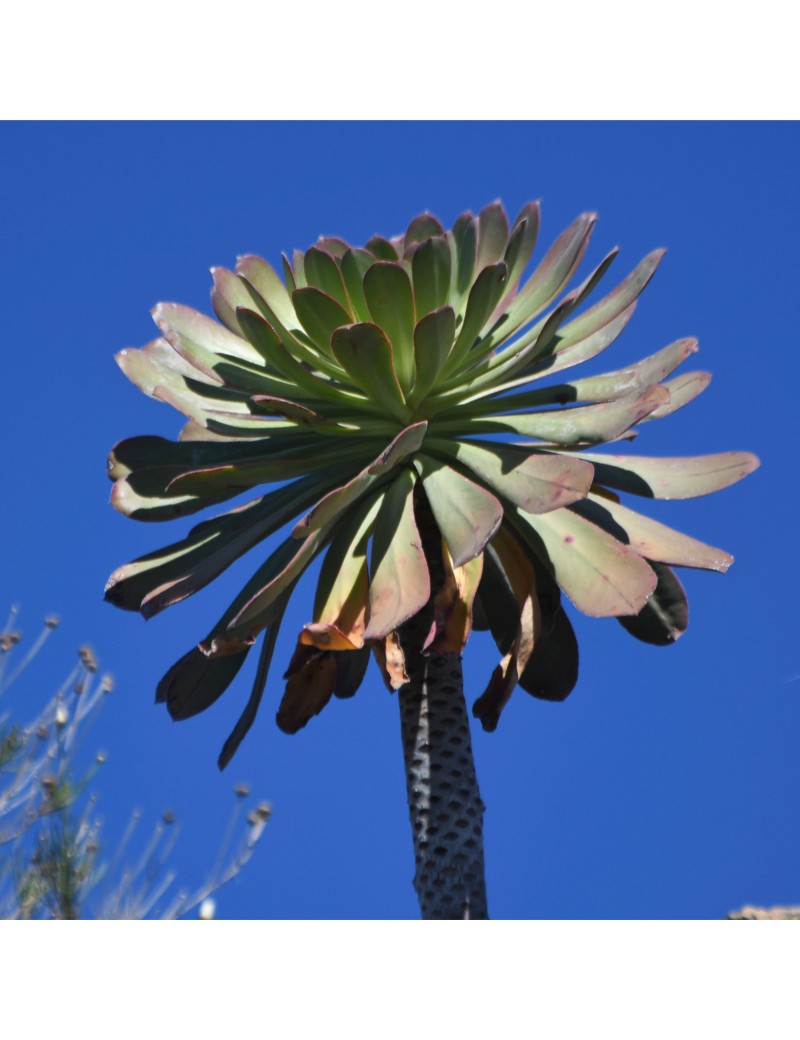 Aeonium pseudurbicum