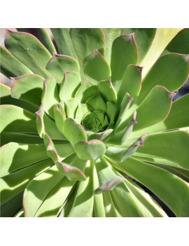 Aeonium pseudurbicum