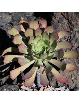 Aeonium pseudurbicum