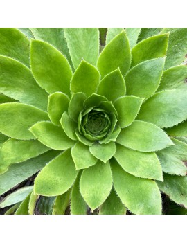 Aeonium 'x sventenii'