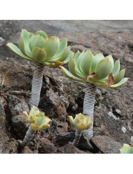 Aeonium appendiculatum