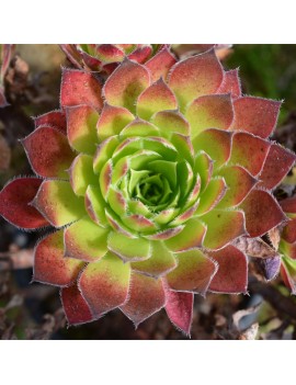 Aeonium 'Torchbearer'