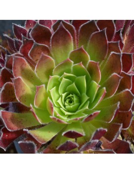 Aeonium 'Torchbearer'