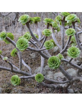 Aeonium arboreum var arboreum