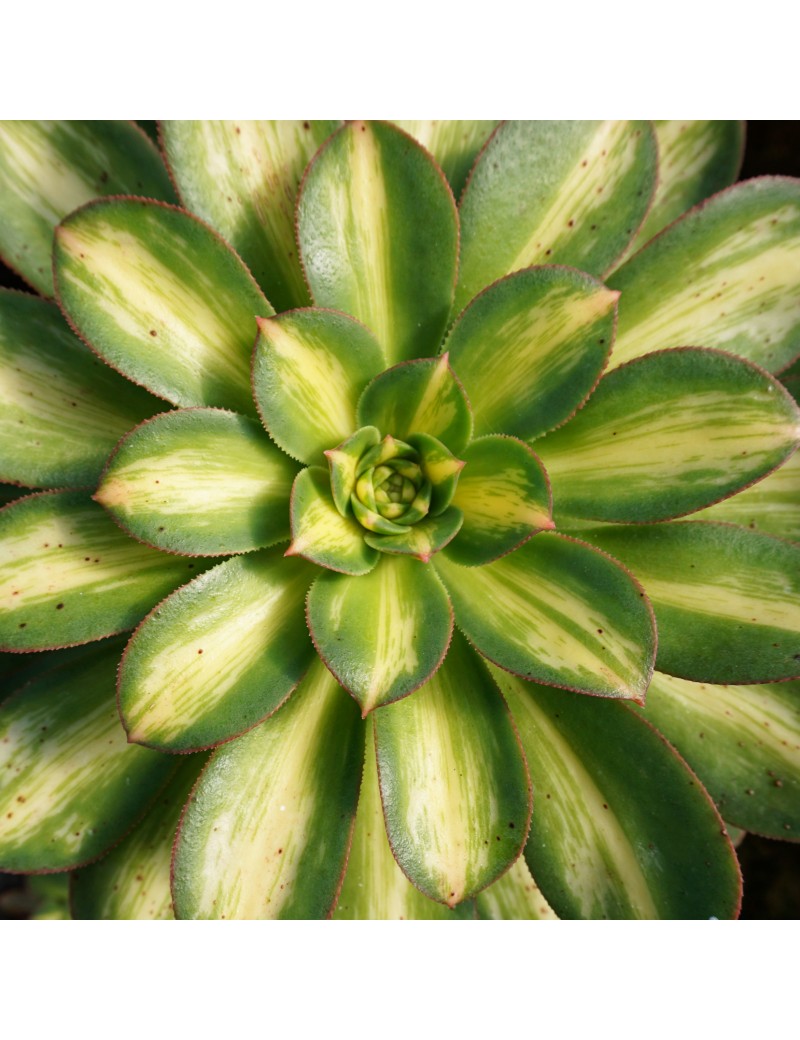 Aeonium 'Starbust'