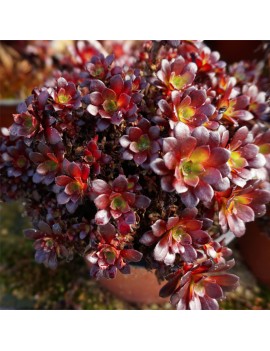 Aeonium 'Tip-Top'