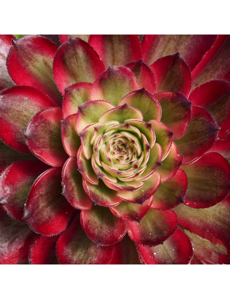 Aeonium 'Mardi Gras' Aeonium 'Mardi Gras'