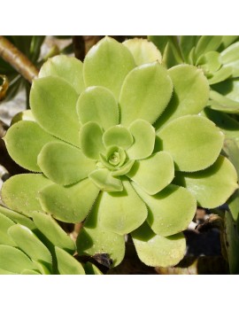 Aeonium korneliuslemsii maritime