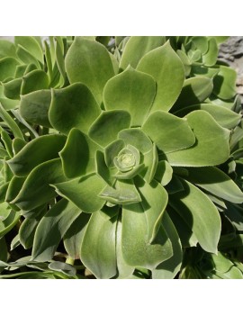 Aeonium balsamiferum