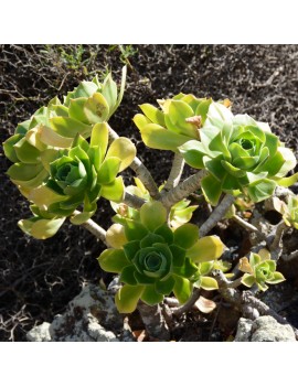 Aeonium balsamiferum