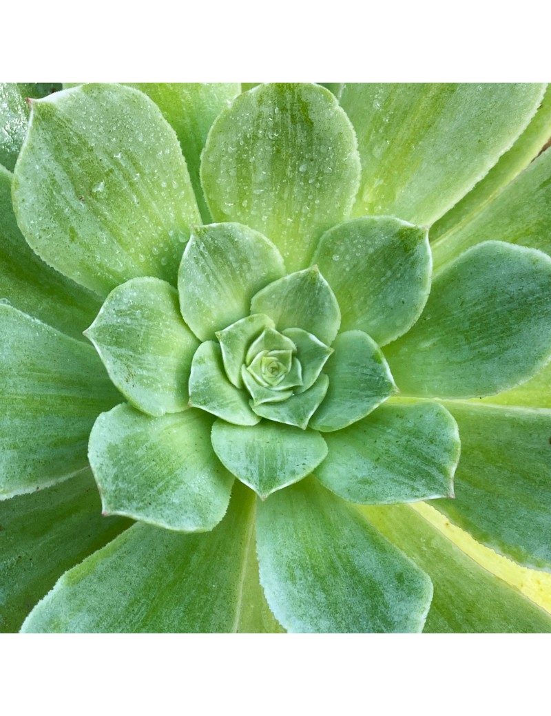 Aeonium 'Taeyang variegata' Aeonium 'Taeyang variegata'