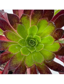 Aeonium 'Carmen'