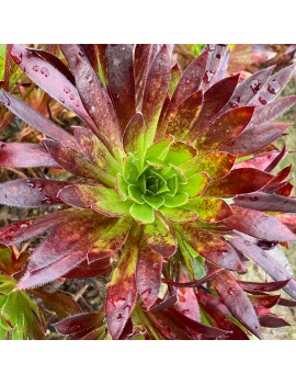 Aeonium 'Carmen'