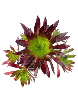 Aeonium 'Carmen'