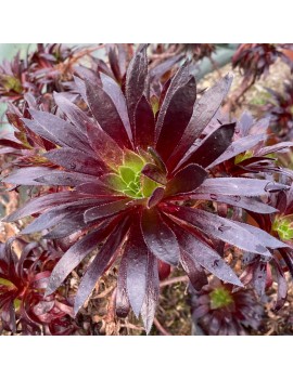 Aeonium 'Firecracker'