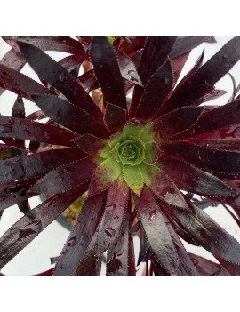 Aeonium 'Firecracker'