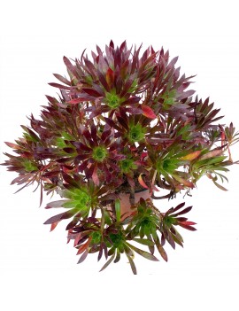 Aeonium 'Carmen'