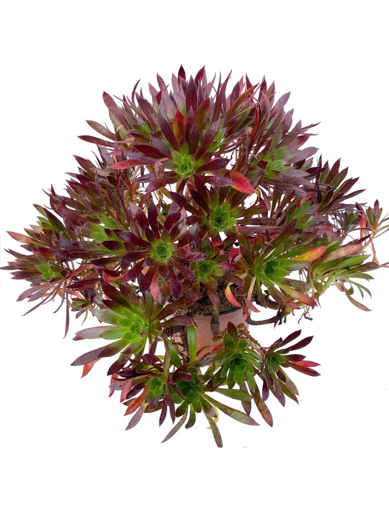 Aeonium 'Carmen' Aeonium 'Carmen'