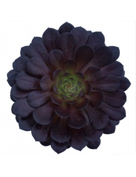 Aeonium 'Zwartkin'