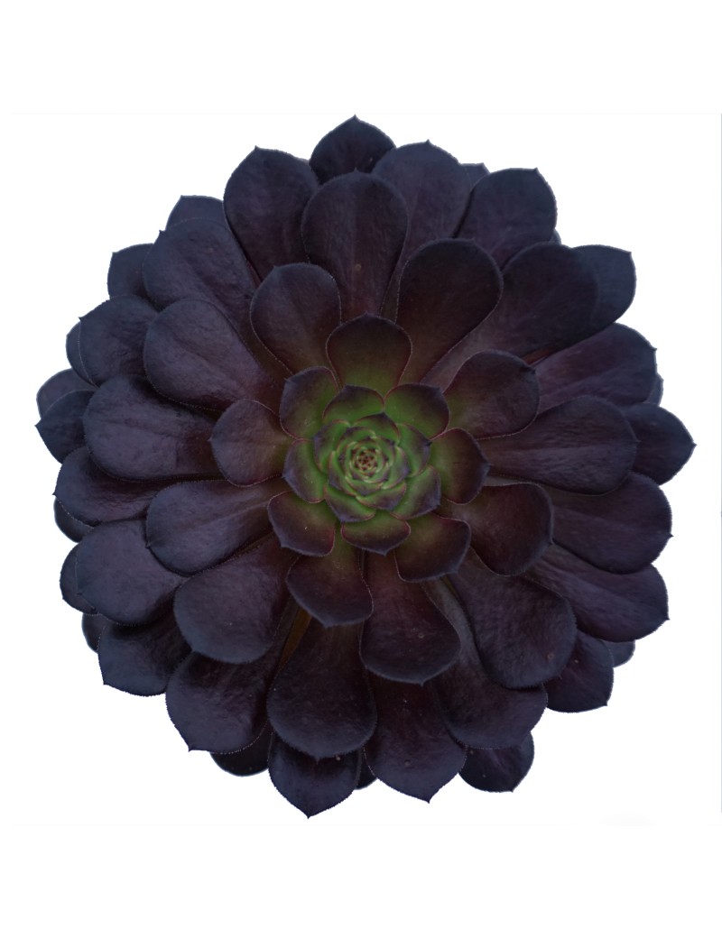 Aeonium 'Zwartkin'