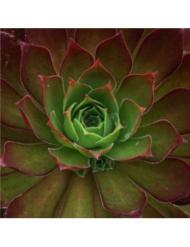 Aeonium 'Phoenix Flame'