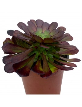 Aeonium 'Zwartkin'