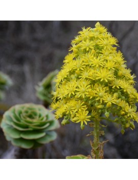 Aeonium arboreum