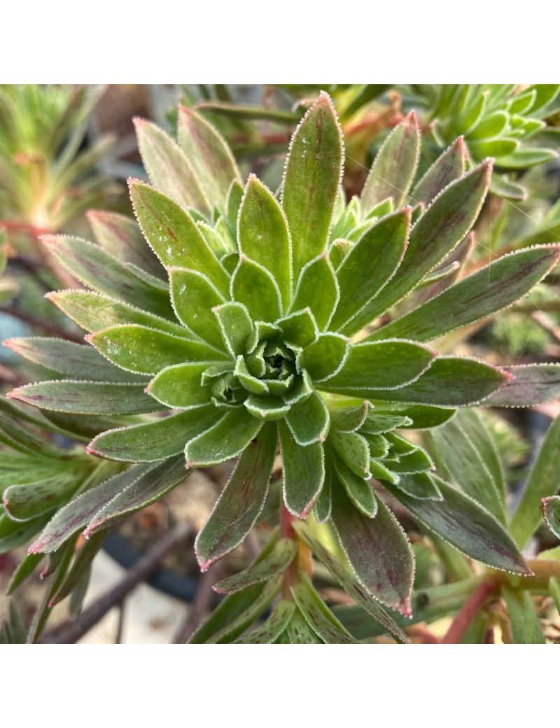 Aeonium 'x hybridum'