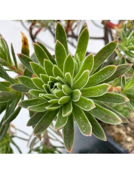 Aeonium 'x hybridum'