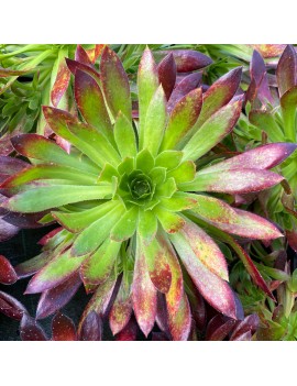 Aeonium 'Black Magic'