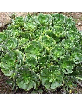 Aeonium glutinosum