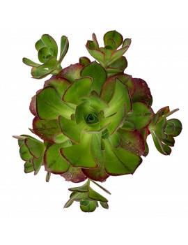 Aeonium 'Marnier-Lapostolle'