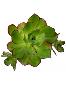 Aeonium 'Marnier-Lapostolle'